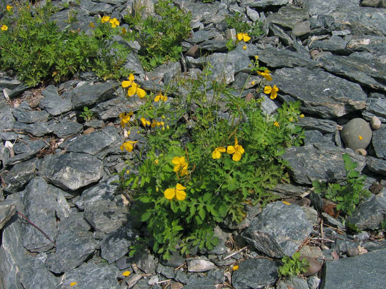 Изображение особи Chelidonium majus.