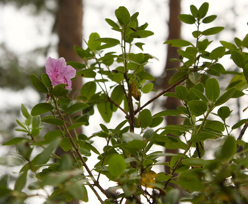 Image of Rhododendron ledebourii specimen.