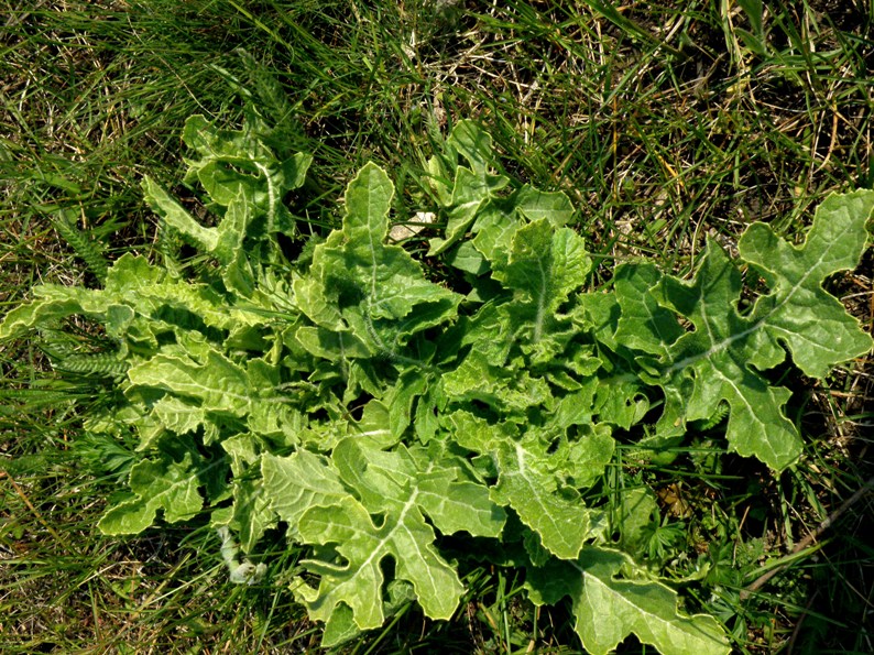 Image of Rapistrum perenne specimen.