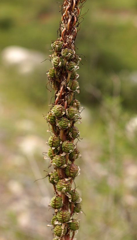 Изображение особи Eremurus cristatus.