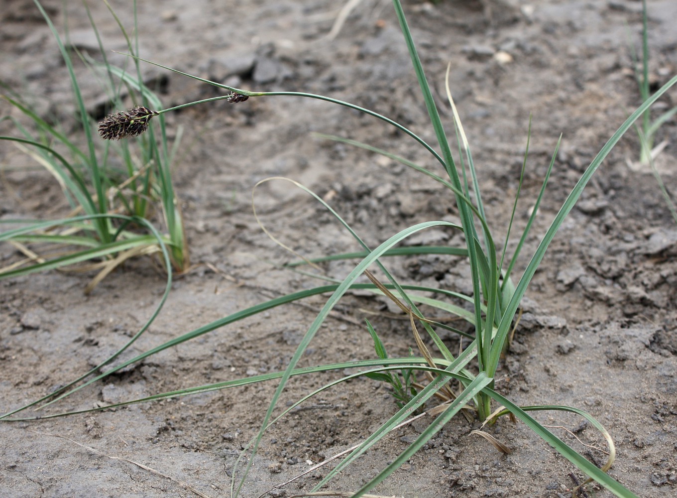 Изображение особи Carex melananthiformis.