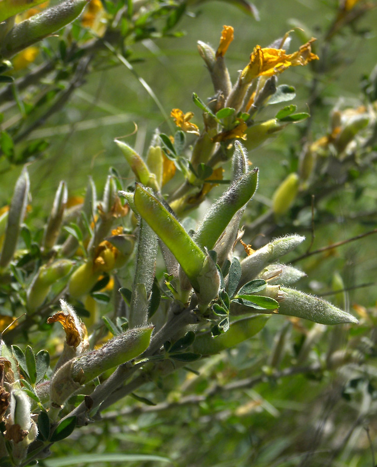 Изображение особи Chamaecytisus ruthenicus.