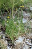 Tanacetum turlanicum. Цветущее растение. Южный Казахстан, горы Алатау (Даубаба), Восточное ущелье, правый гребень. 17.06.2014.