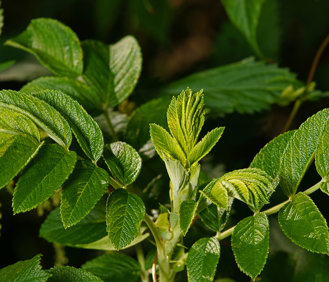 Image of Rosa rugosa specimen.