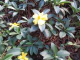 Hibbertia scandens. Побеги с цветками. Австралия, г. Брисбен, парк Университета Квинсленда. 08.09.2015.