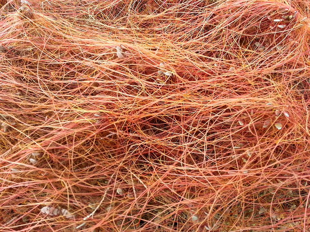 Image of Cuscuta palaestina specimen.