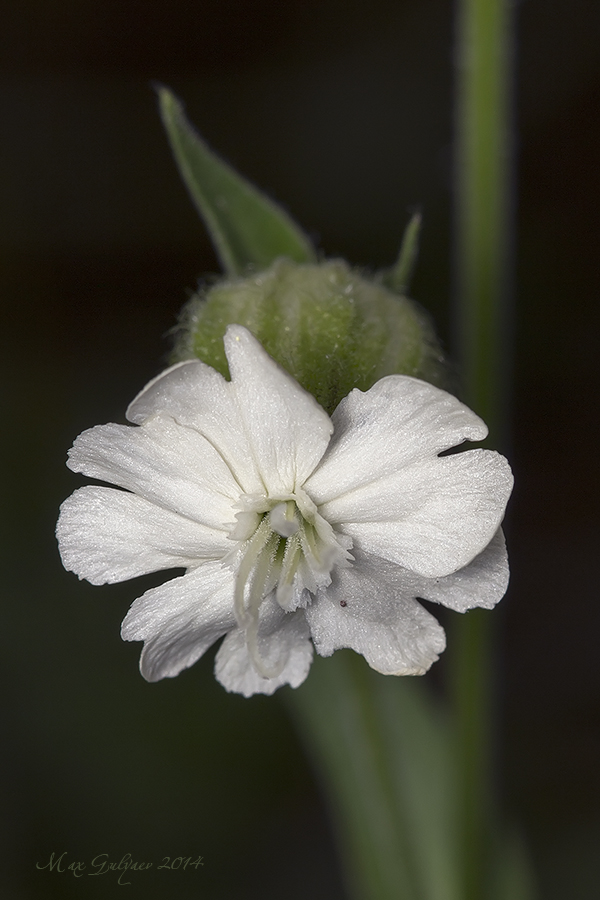 Image of Melandrium latifolium specimen.