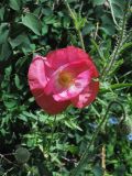 Papaver rhoeas