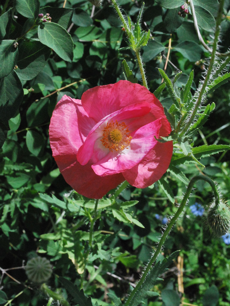 Image of Papaver rhoeas specimen.