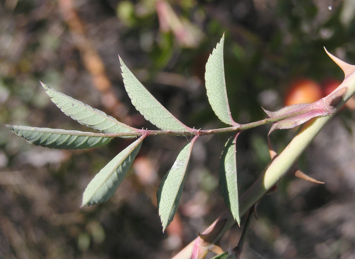 Image of genus Rosa specimen.