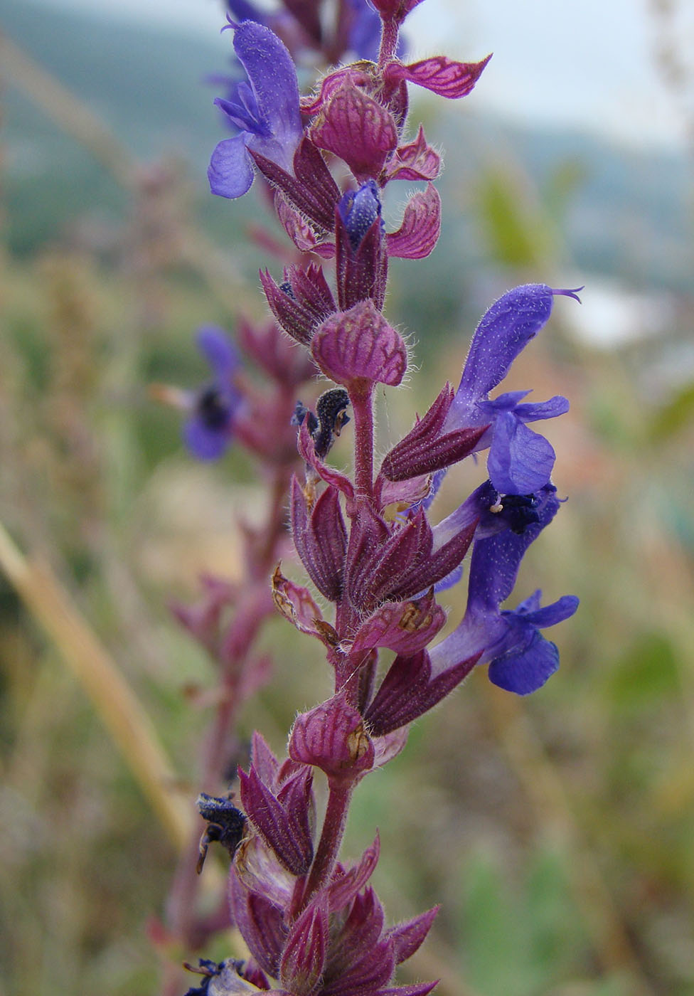 Image of Salvia tesquicola specimen.