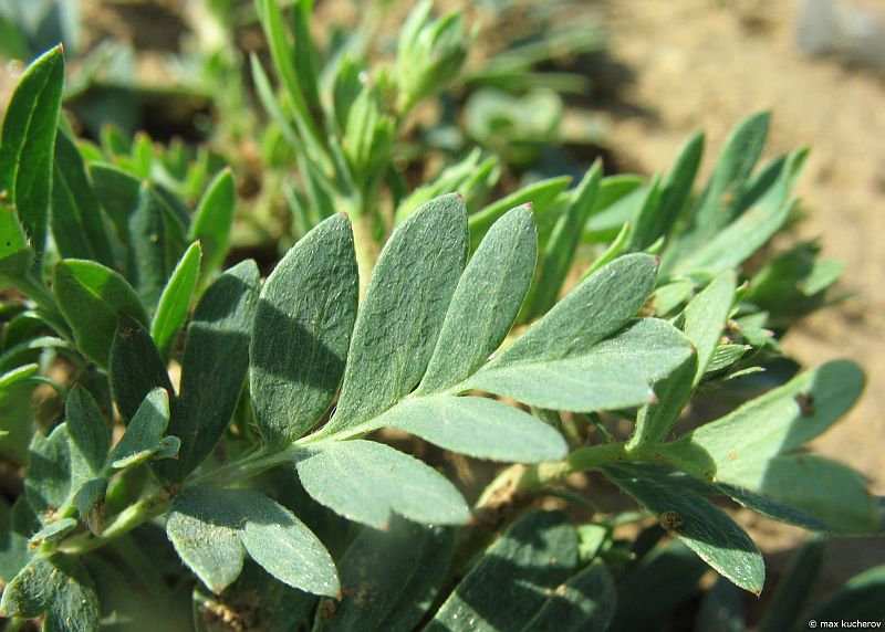 Image of Potentilla bifurca specimen.