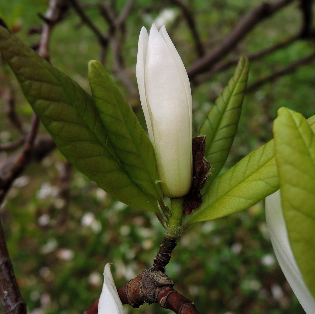 Image of Magnolia × loebneri specimen.