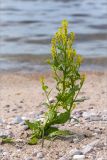 Barbarea stricta. Цветущее растение на песчаном пляже. Карелия, Заонежье. 14.06.2015.