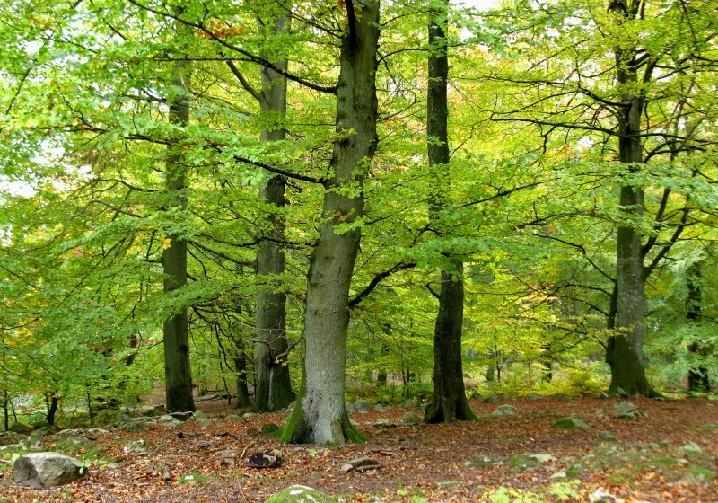 Image of Fagus sylvatica specimen.