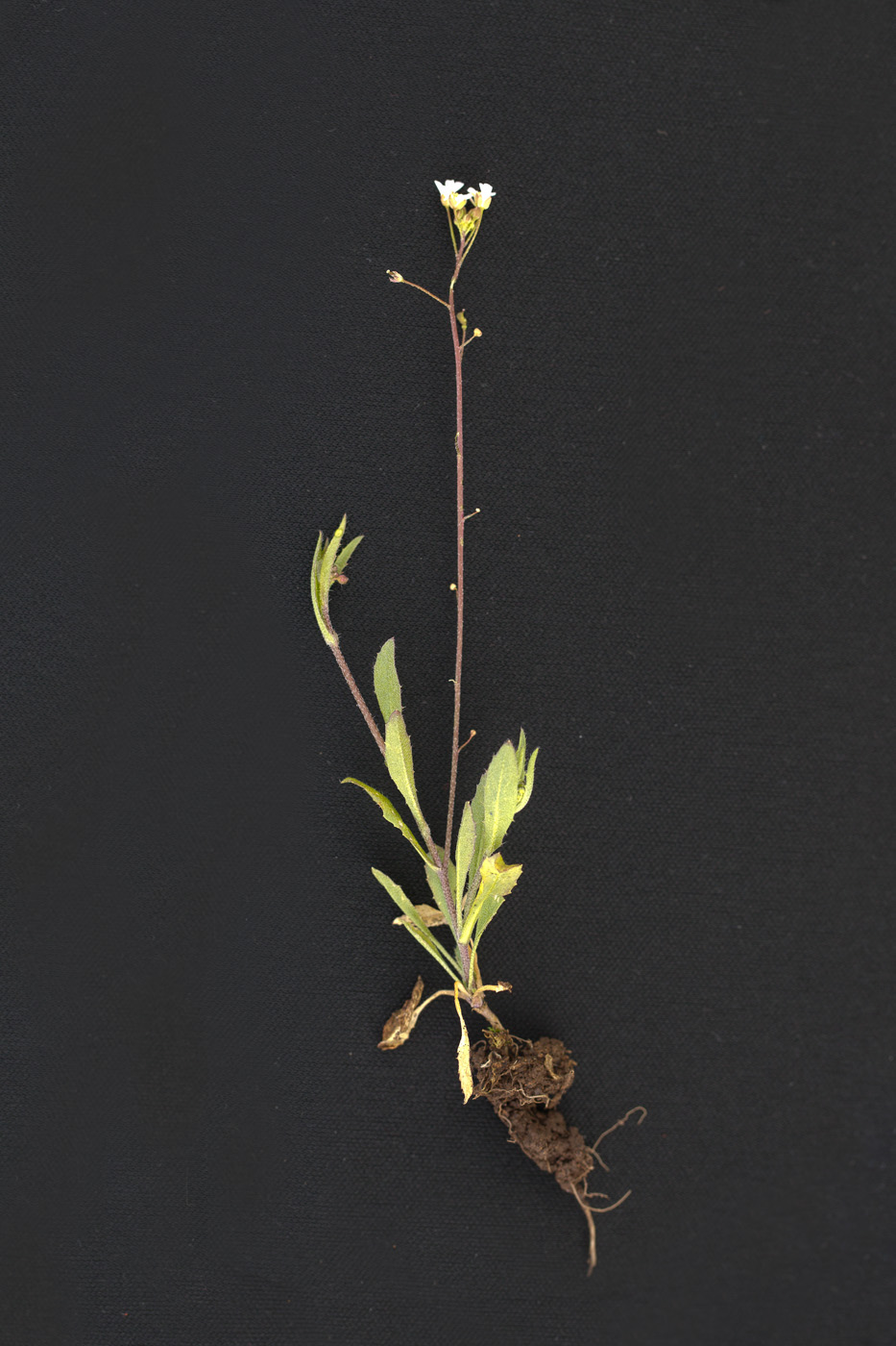 Image of Capsella bursa-pastoris specimen.