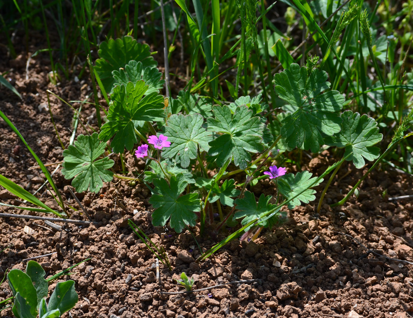 Image of Geranium molle specimen.