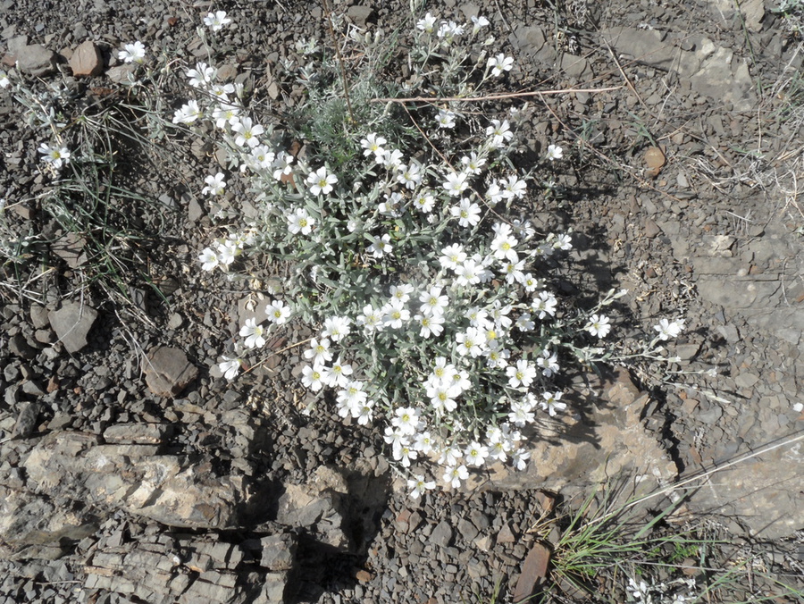 Изображение особи Cerastium dagestanicum.