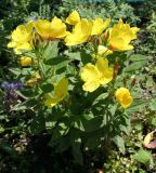 Oenothera pilosella. Цветущее растение. Восточный Казахстан, Уланский р-н, с. Украинка, дачный участок, в культуре. 24.06.2012.