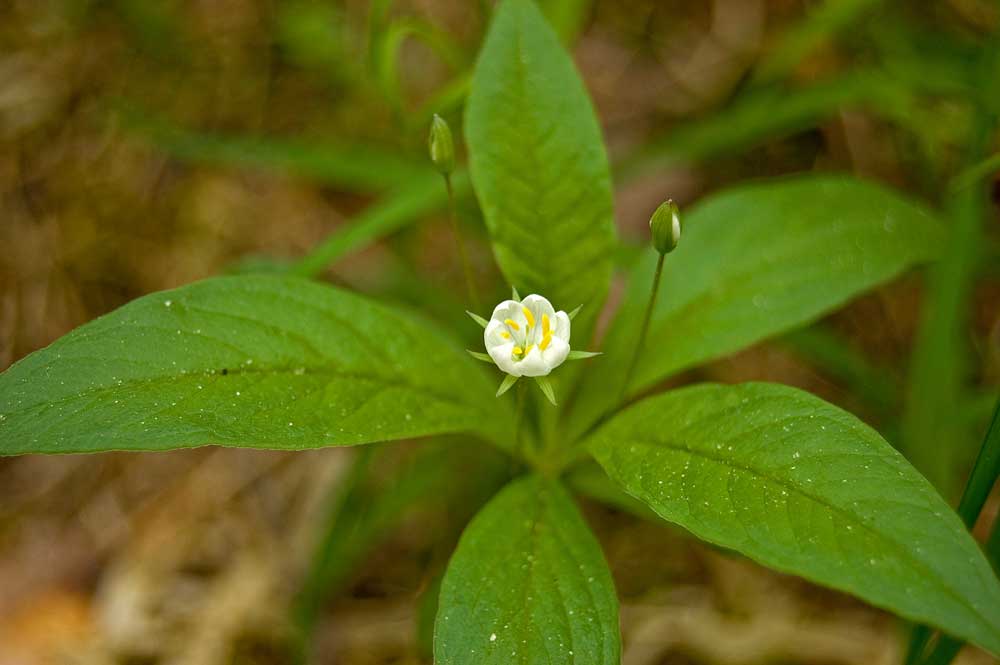 Image of Trientalis europaea specimen.