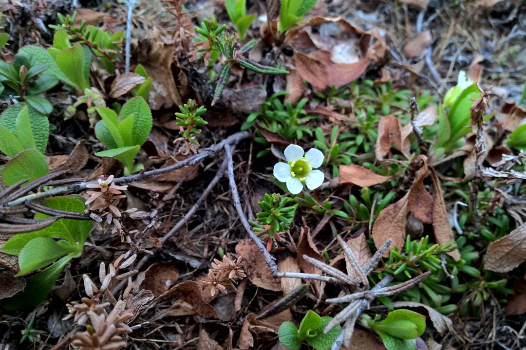 Изображение особи Diapensia lapponica.