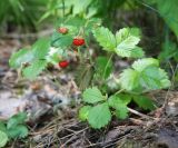 Fragaria vesca. Плодоносящее растение. Пермский край, г. Пермь, Кировский р-н, обочина дороги вдоль соснового бора. 26.06.2016.