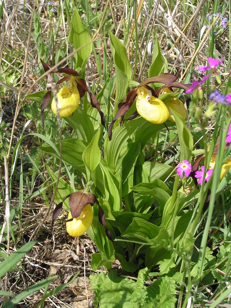 Изображение особи Cypripedium calceolus.