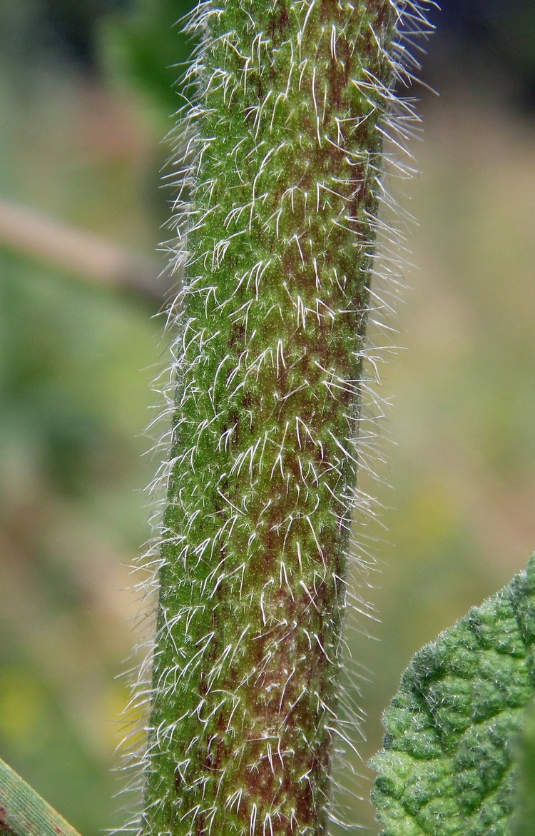 Image of Alcea rugosa specimen.