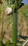 Cephalaria transsylvanica. Часть стебля с прицепившейся улиткой. Республика Адыгея, г. Майкоп, восточная окраина города, пустырь. 16.07.2016.