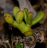 Crithmum maritimum. Отмирающие листья. Израиль, Шарон, г. Герцлия, пос. Ноф Ям, высокий берег Средиземного моря, склон западной экспозиции, мягкий куркар с песком. 23.11.2014.