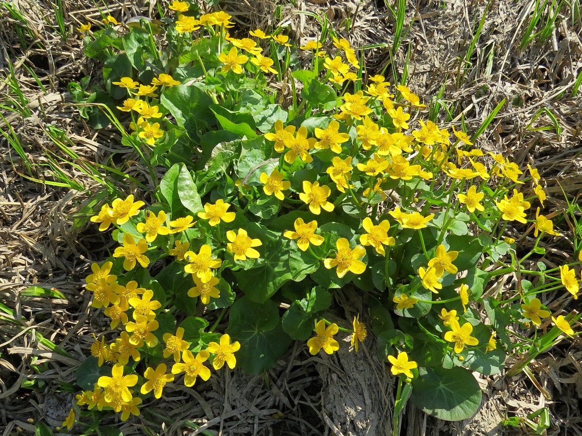 Изображение особи Caltha palustris.