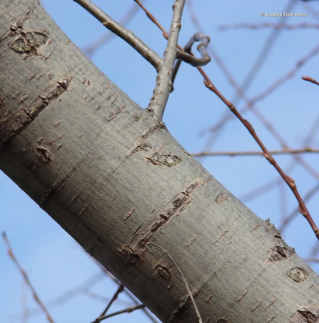 Изображение особи Salix euxina.