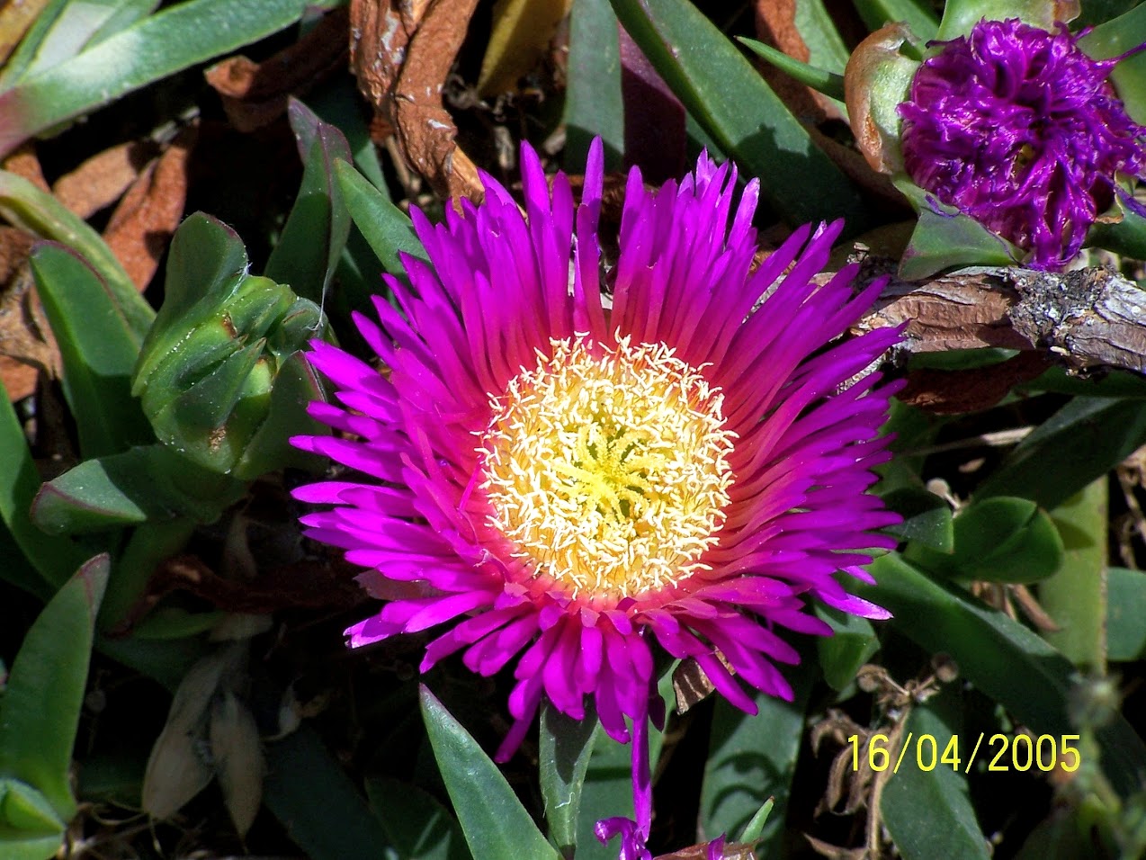 Изображение особи Carpobrotus acinaciformis.