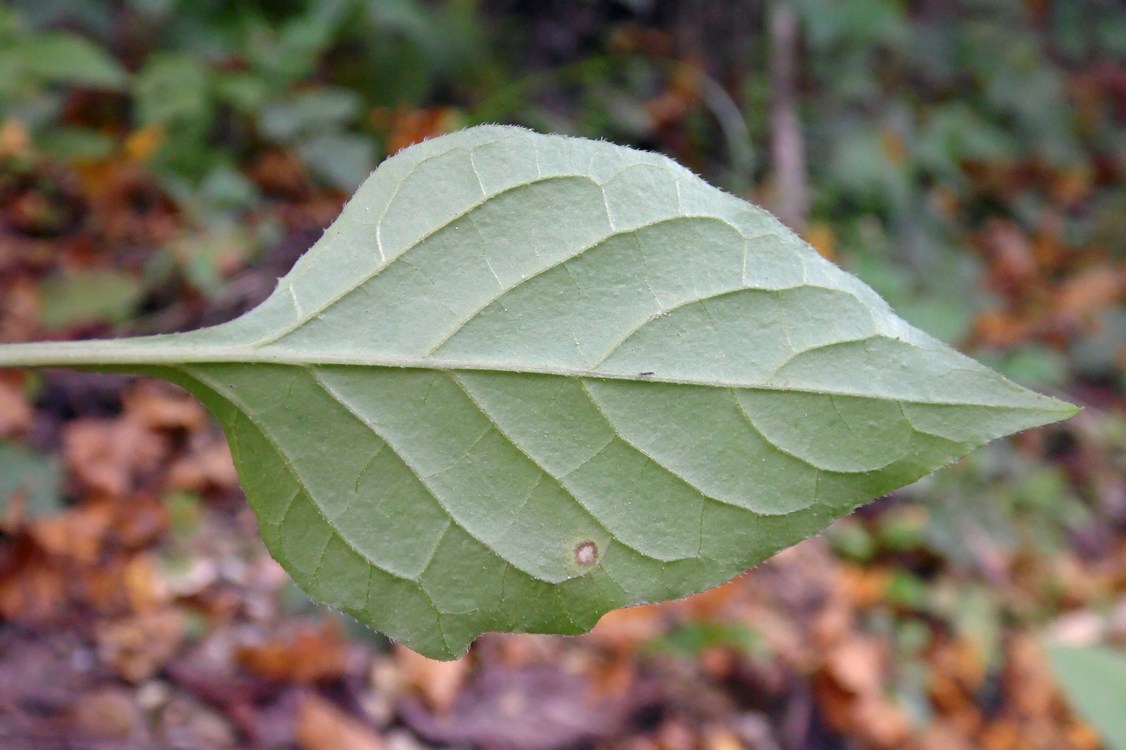 Изображение особи Solanum nigrum.