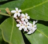 Acokanthera oblongifolia. Части листьев и соцветие с бутонами и цветками. Израиль, Шарон, пос. Кфар Монаш, ботанический сад \"Хават Ганой\". 24.02.2016.