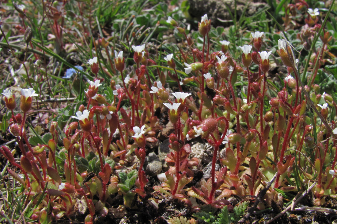 Изображение особи Saxifraga tridactylites.