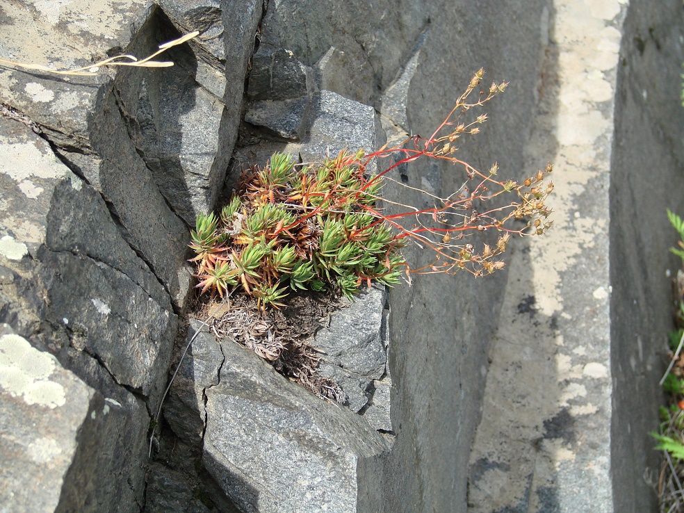 Image of Saxifraga spinulosa specimen.