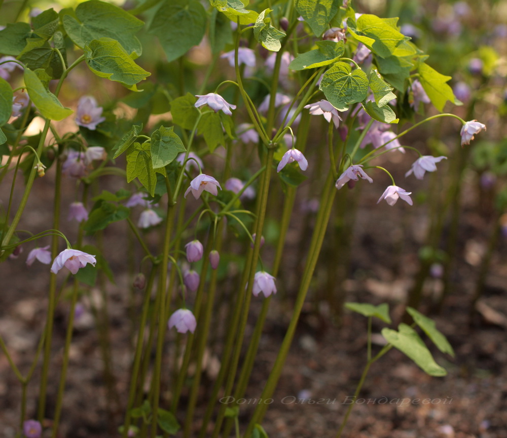 Изображение особи Ranzania japonica.