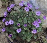 Geranium subcaulescens