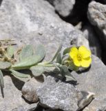 Alyssum handelii