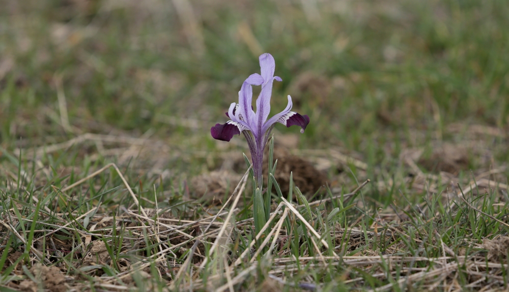 Изображение особи Iridodictyum kolpakowskianum.