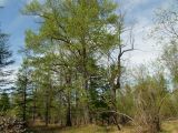 Populus suaveolens. Взрослые деревья в сообществе с Larix cajanderi (слева). Магаданская обл., окр. г. Магадан, пос. Снежная Долина, бассейн р. Дукча, пойменный лес. 07.06.2012.