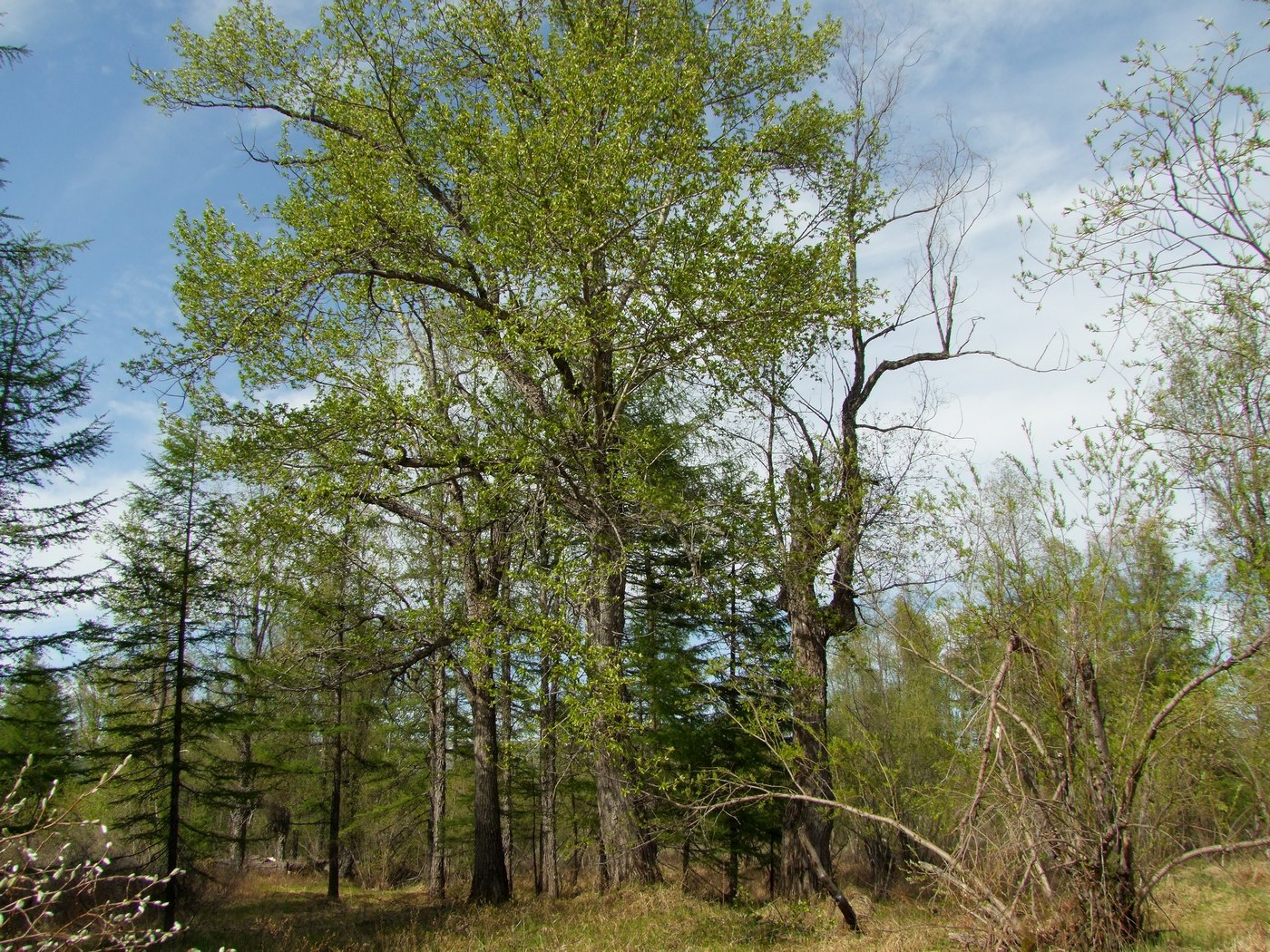 Изображение особи Populus suaveolens.