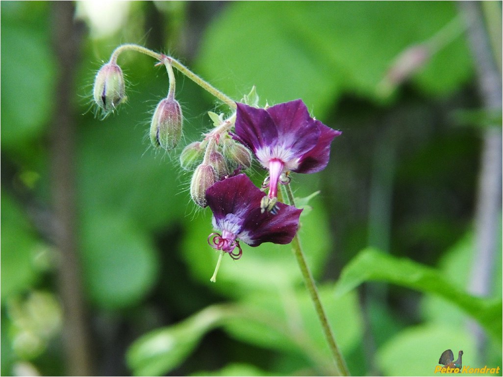 Image of Geranium phaeum specimen.