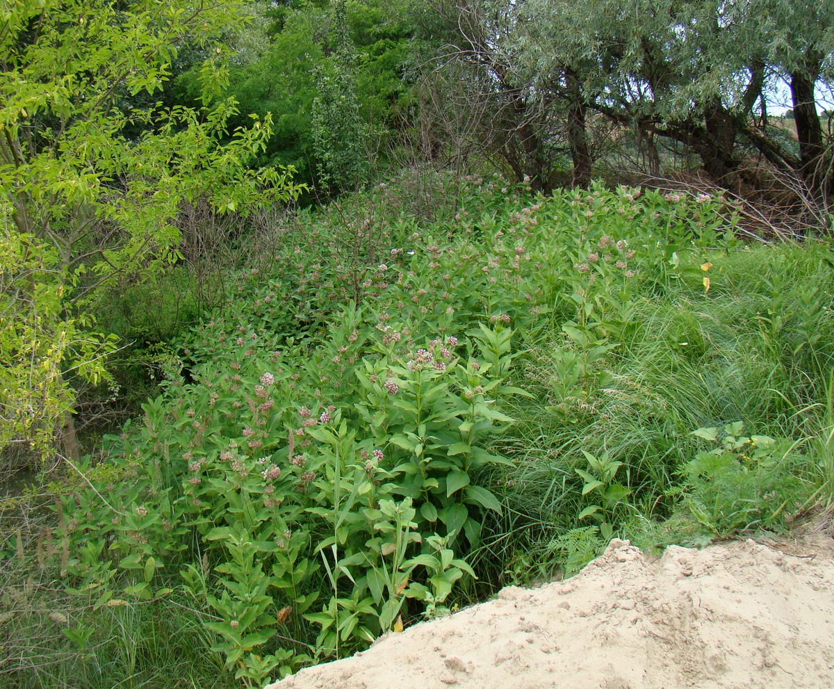 Изображение особи Asclepias syriaca.