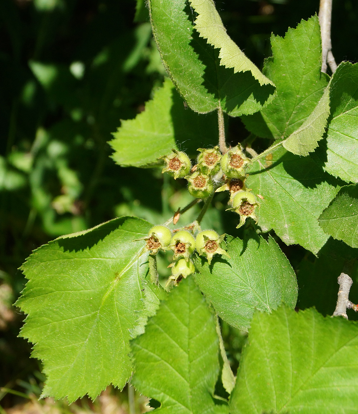 Image of Crataegus submollis specimen.