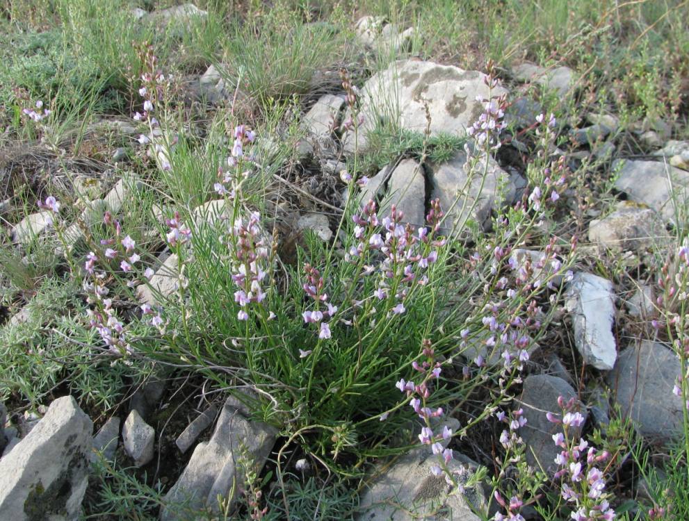 Image of Astragalus tenuifolius specimen.