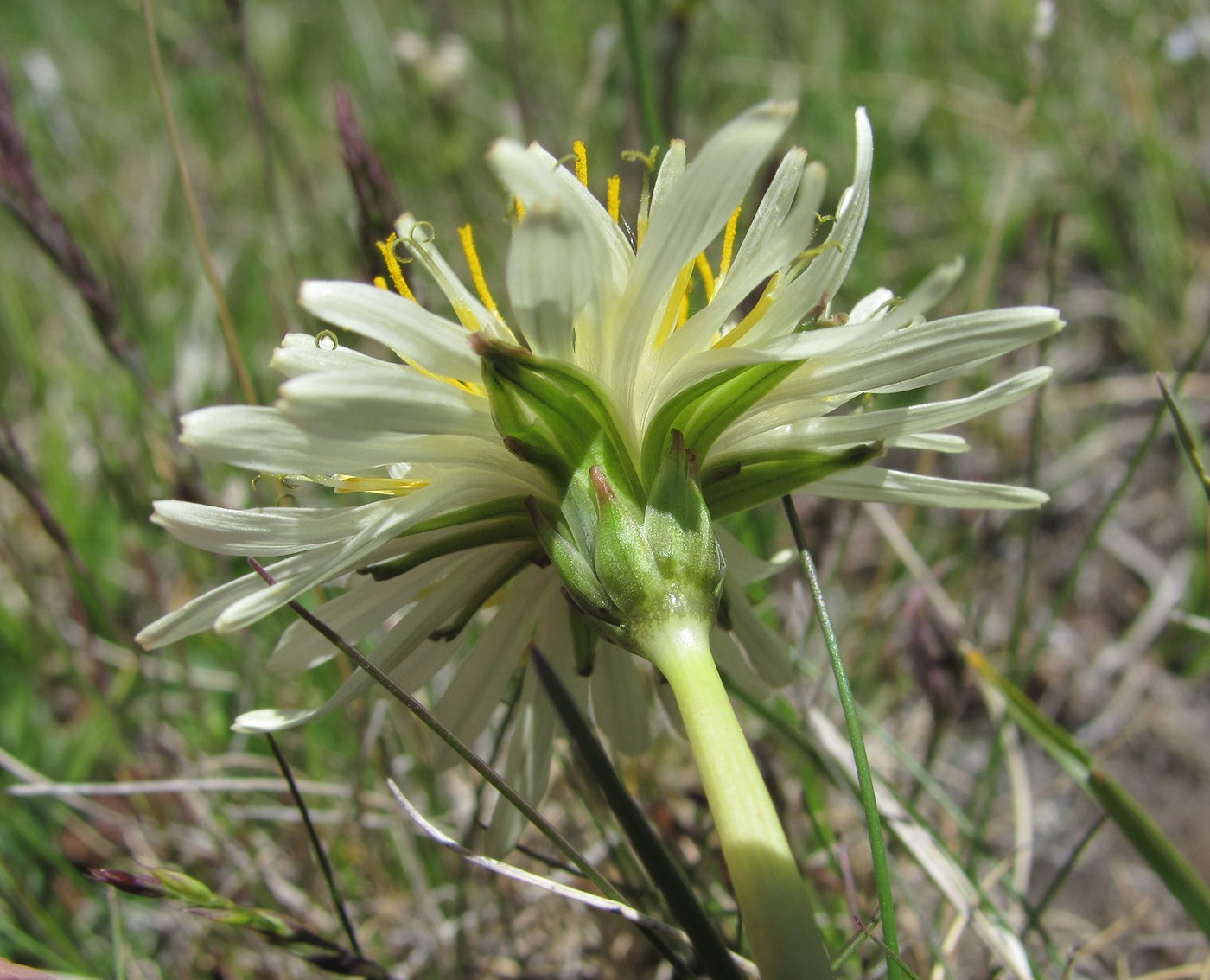 Image of Taraxacum stevenii specimen.