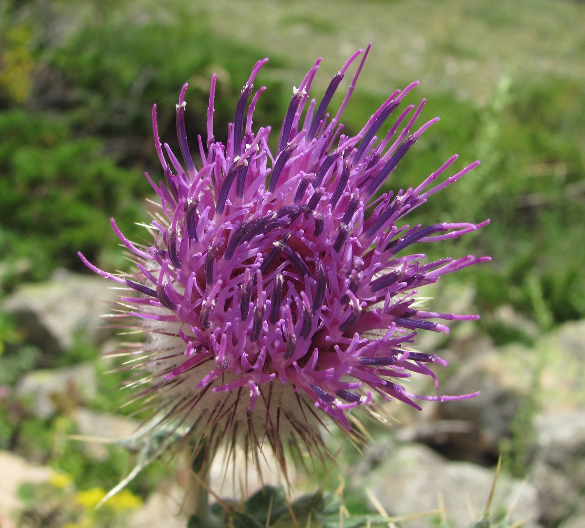 Изображение особи Cirsium erythrolepis.