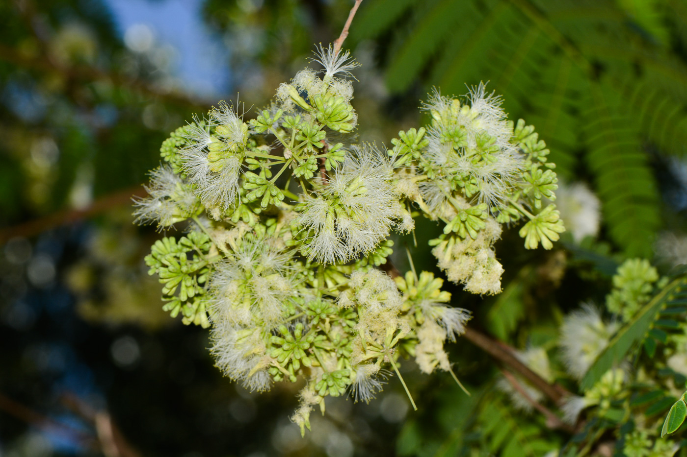 Изображение особи Enterolobium cyclocarpum.